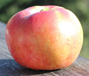 Wynoochee Early — Salt Spring Apple Company Ltd