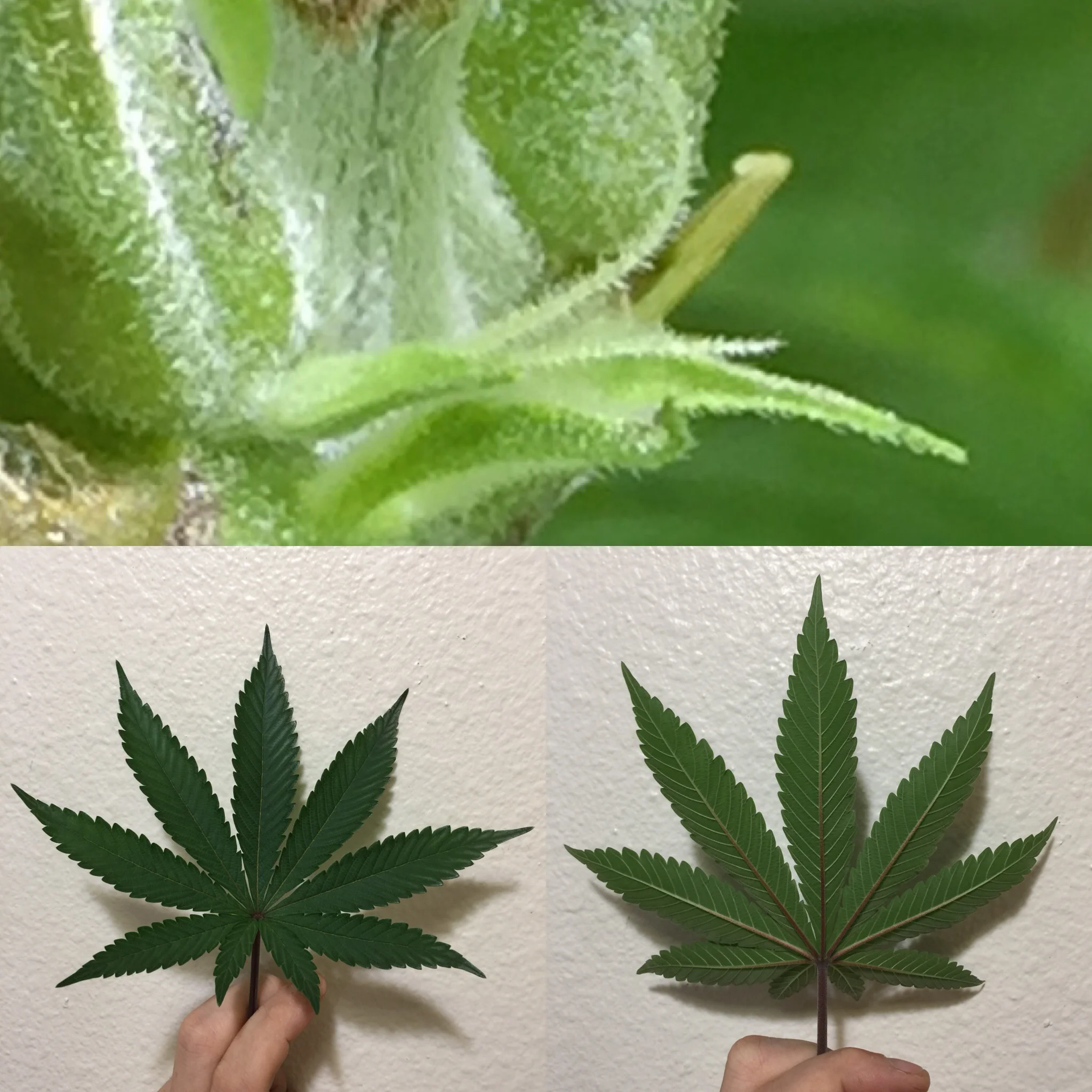 My Mendo Ape OG foot tall plant fan leaves