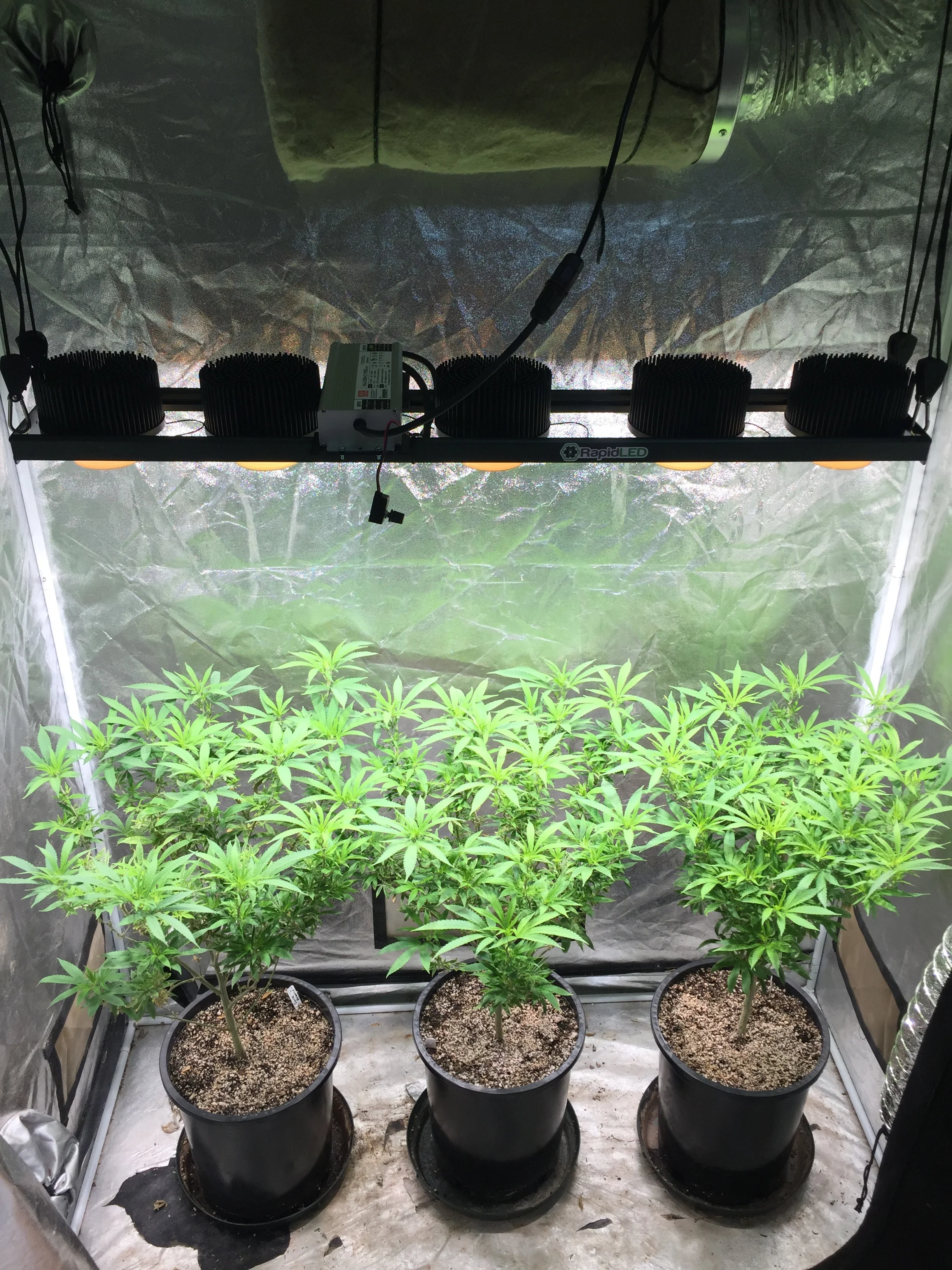 RapidLED COB Setup Killing it!