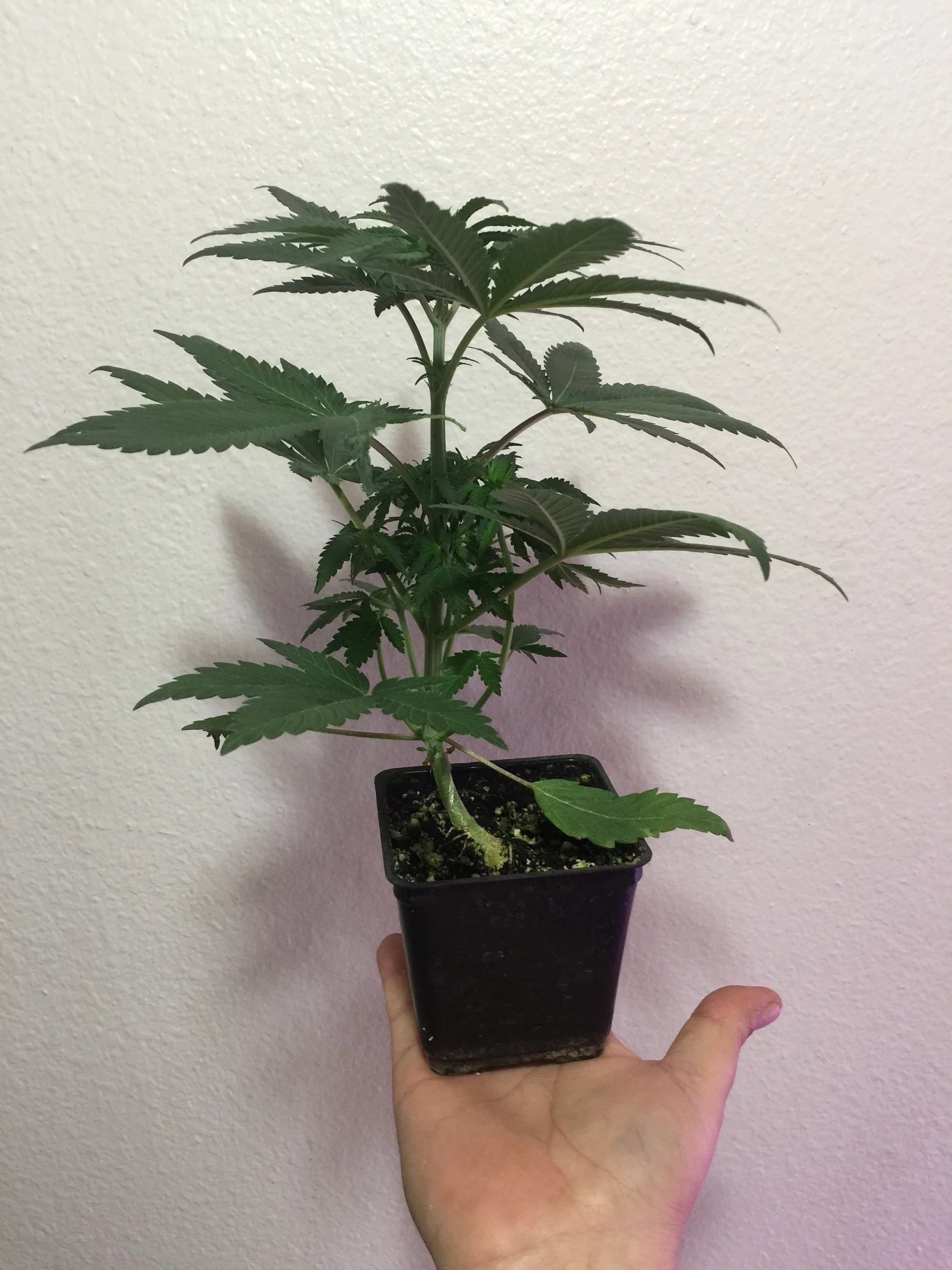Mendo Ape OG flexin