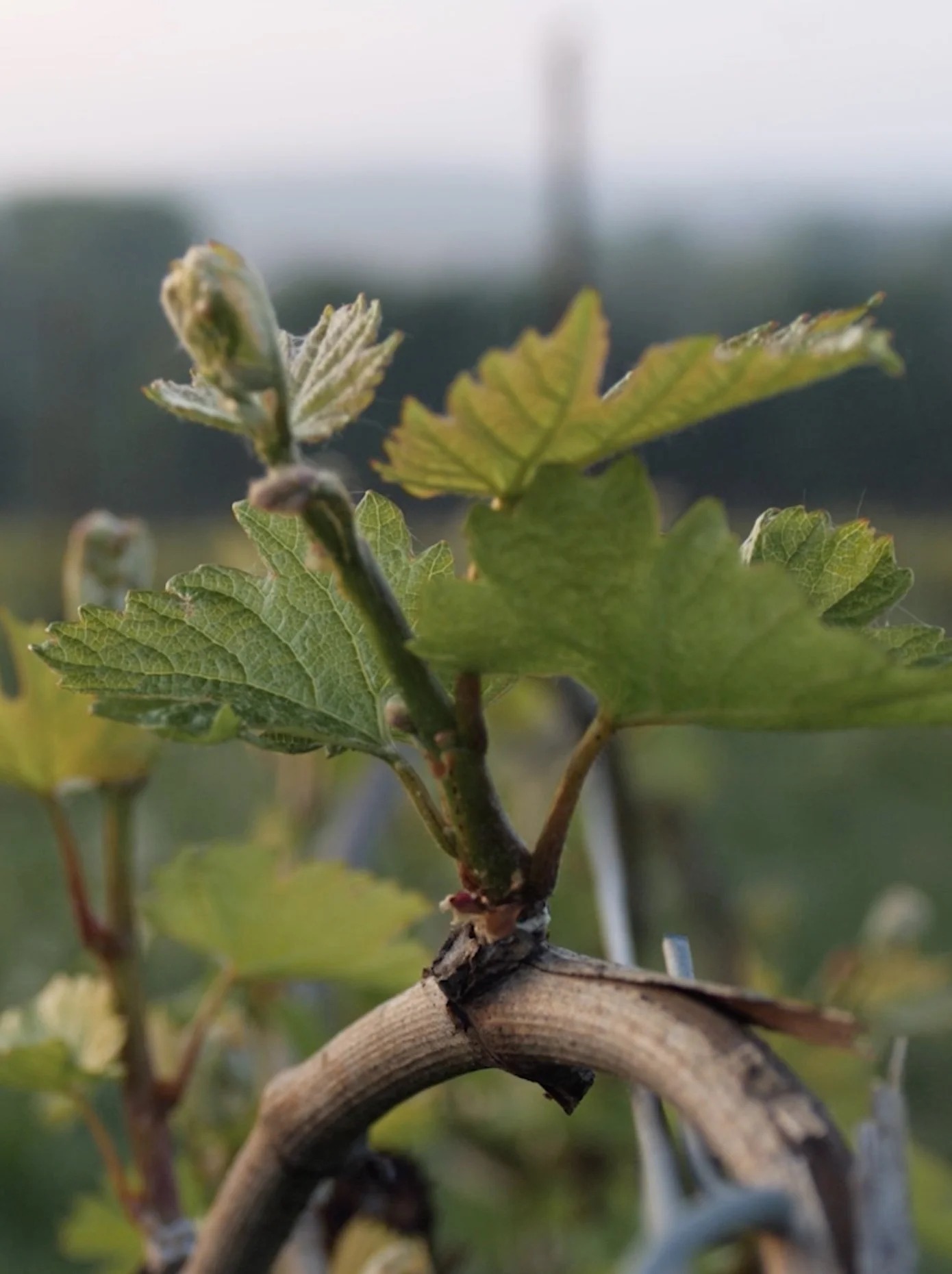 candover brook buds .jpg