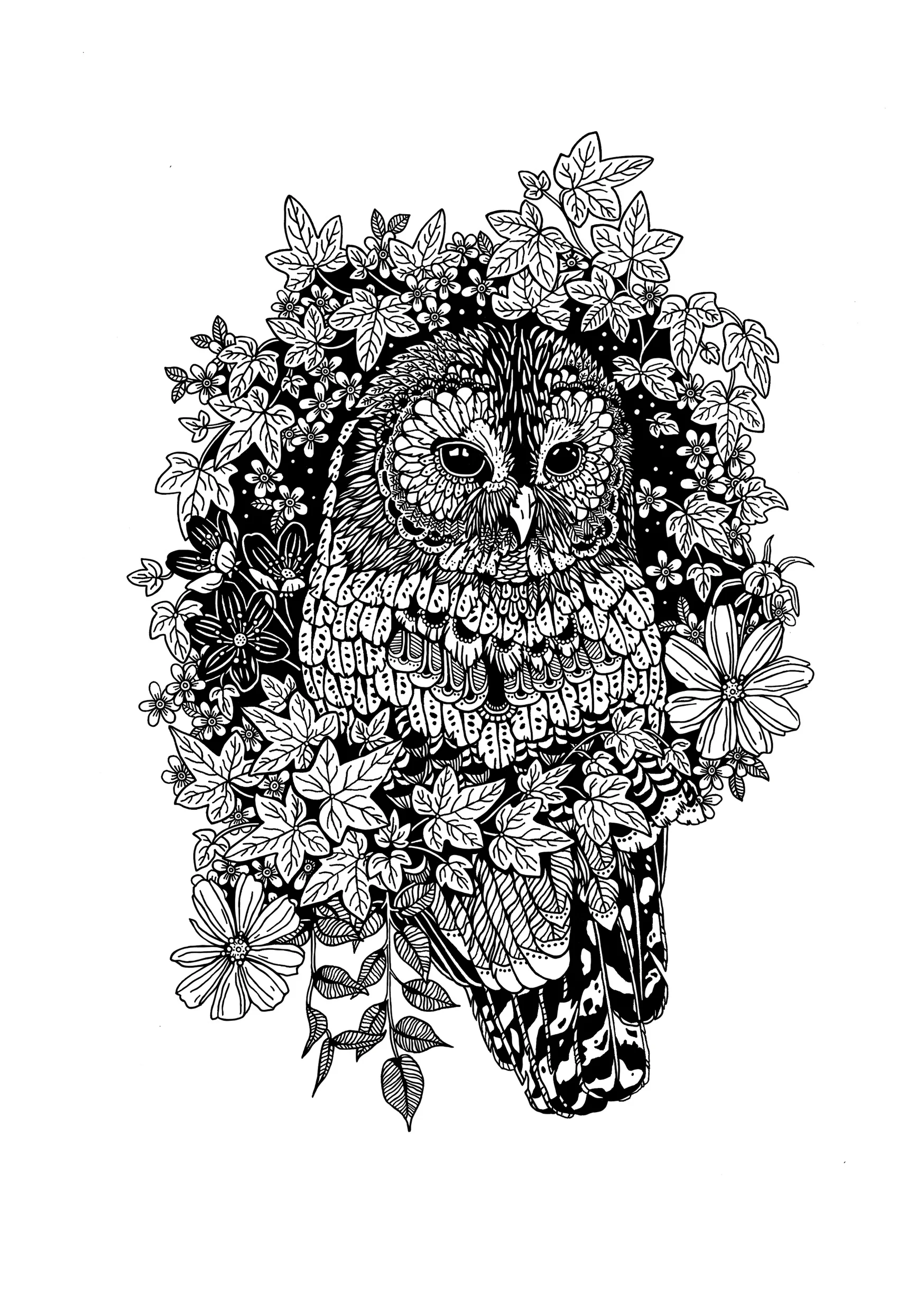 Night Owl web.jpg