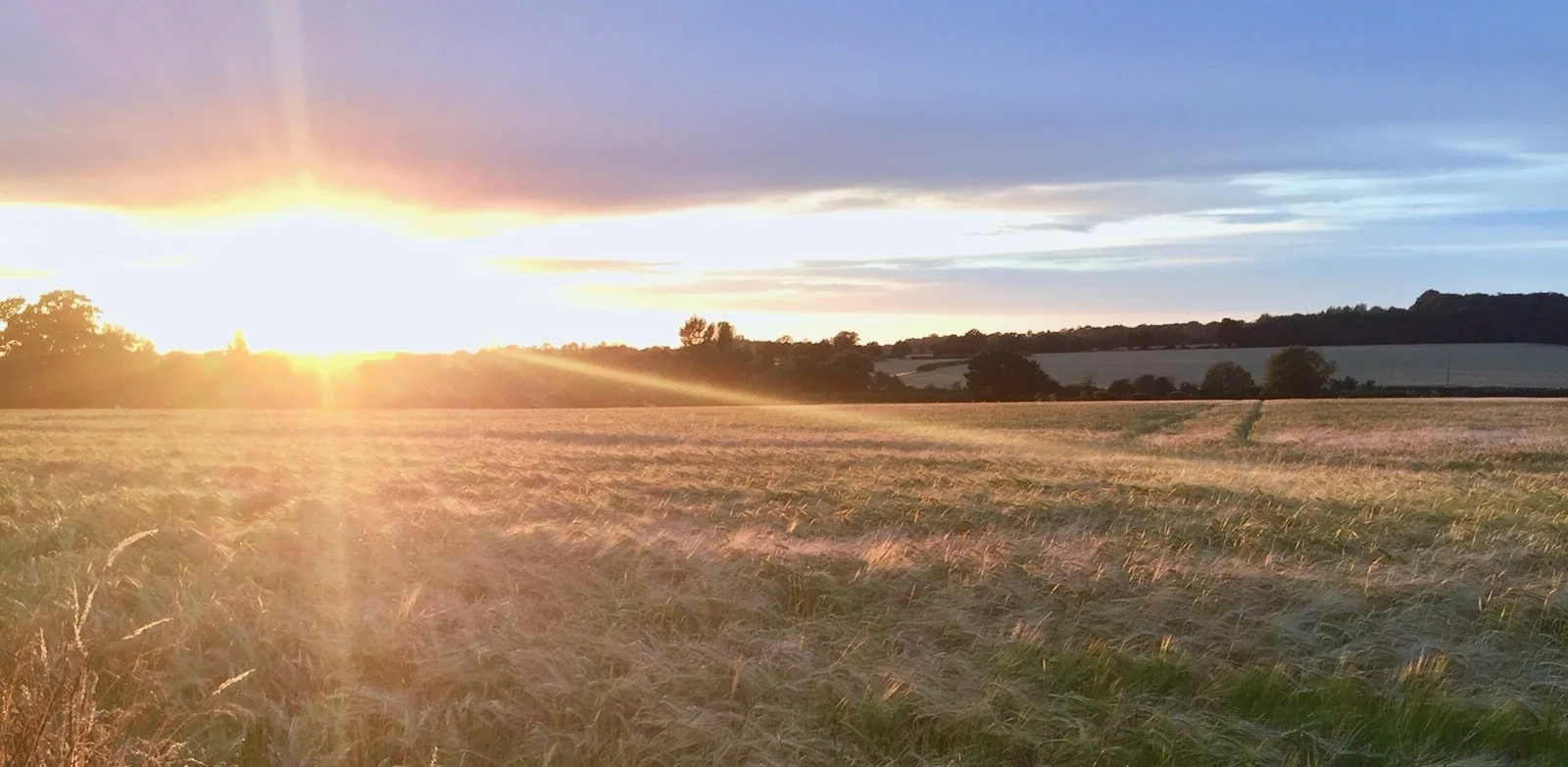 Sunset over golden fields.jpg