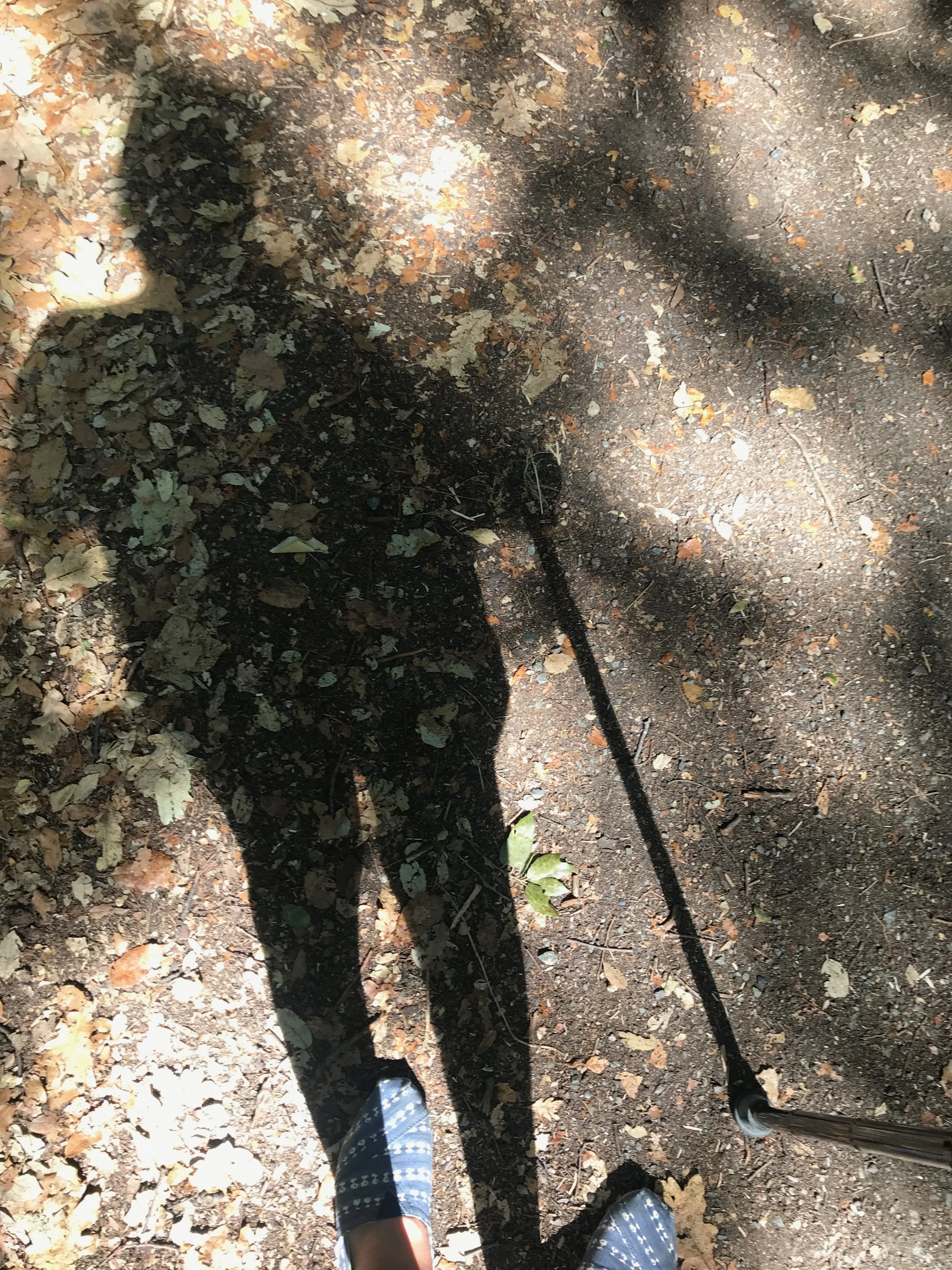shadow of girl with walking stick in forest