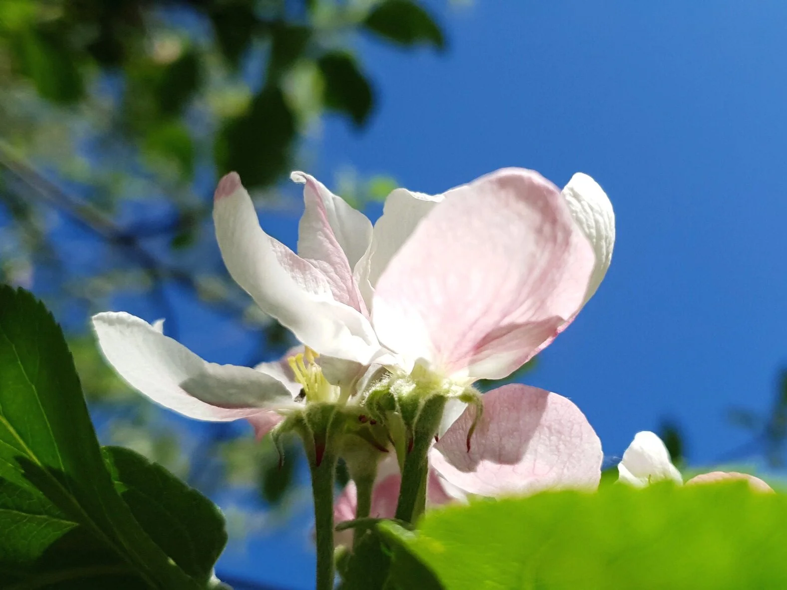 Volg je neus, volg je hart