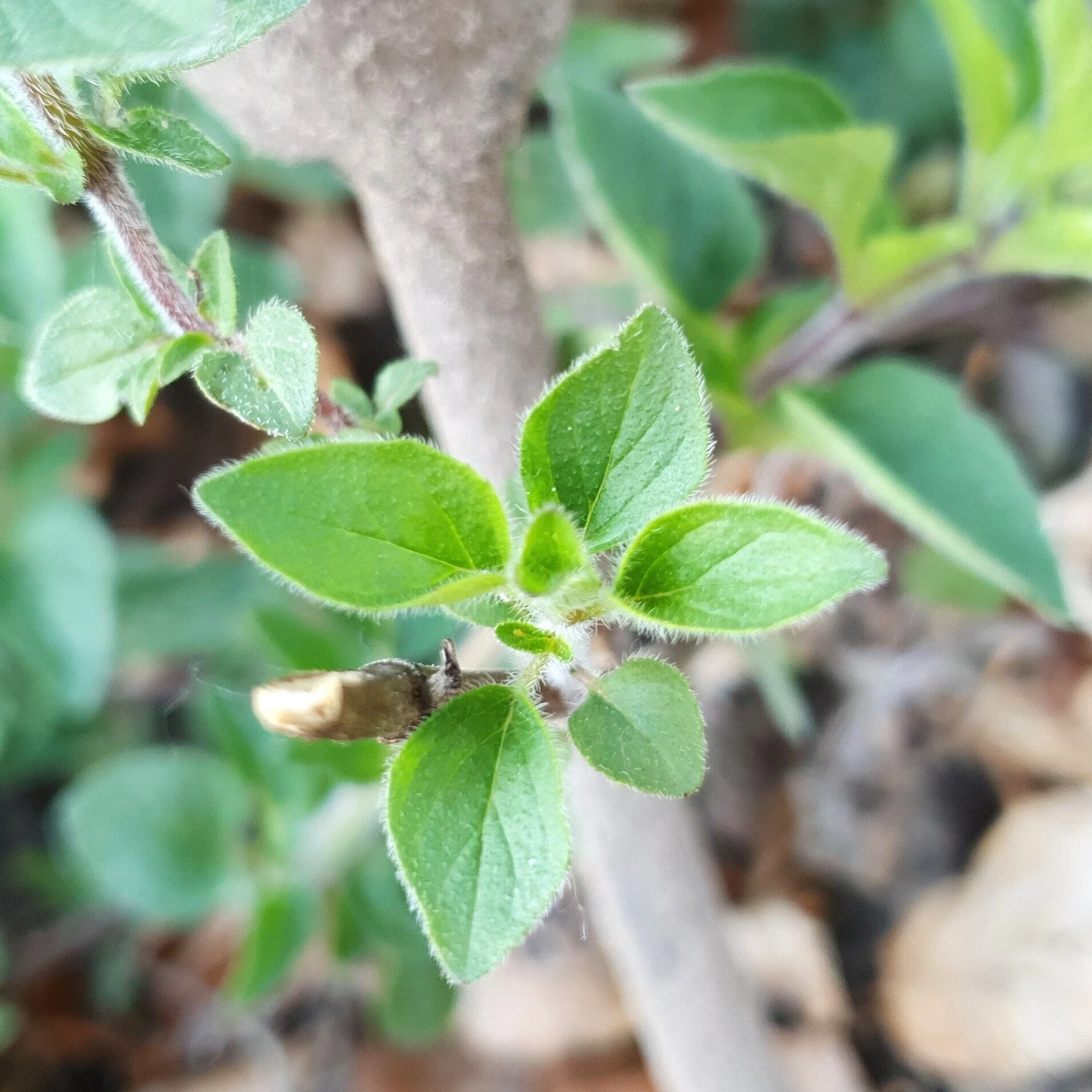 Sta even stil. Je hebt een huis.