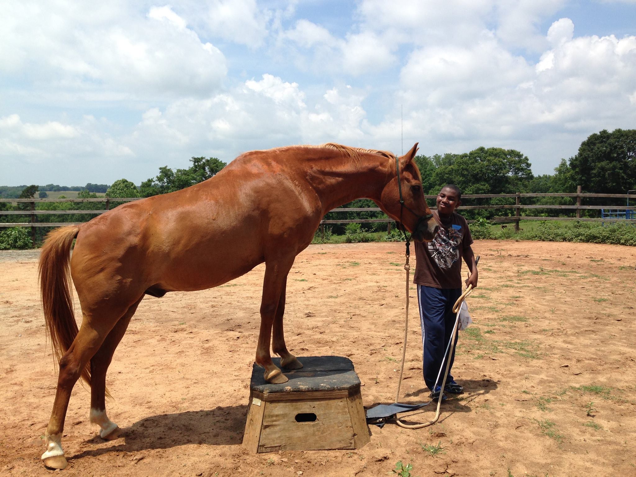  Horses Therapy Lessons Equine Anderson Alternative School 