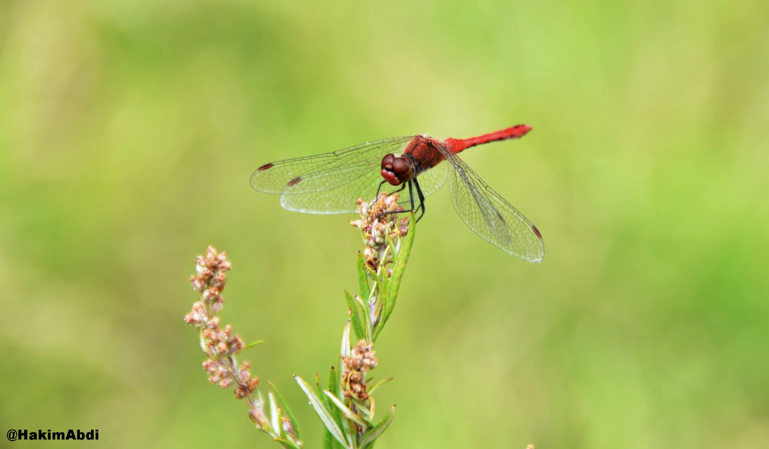 DragonFly.jpg