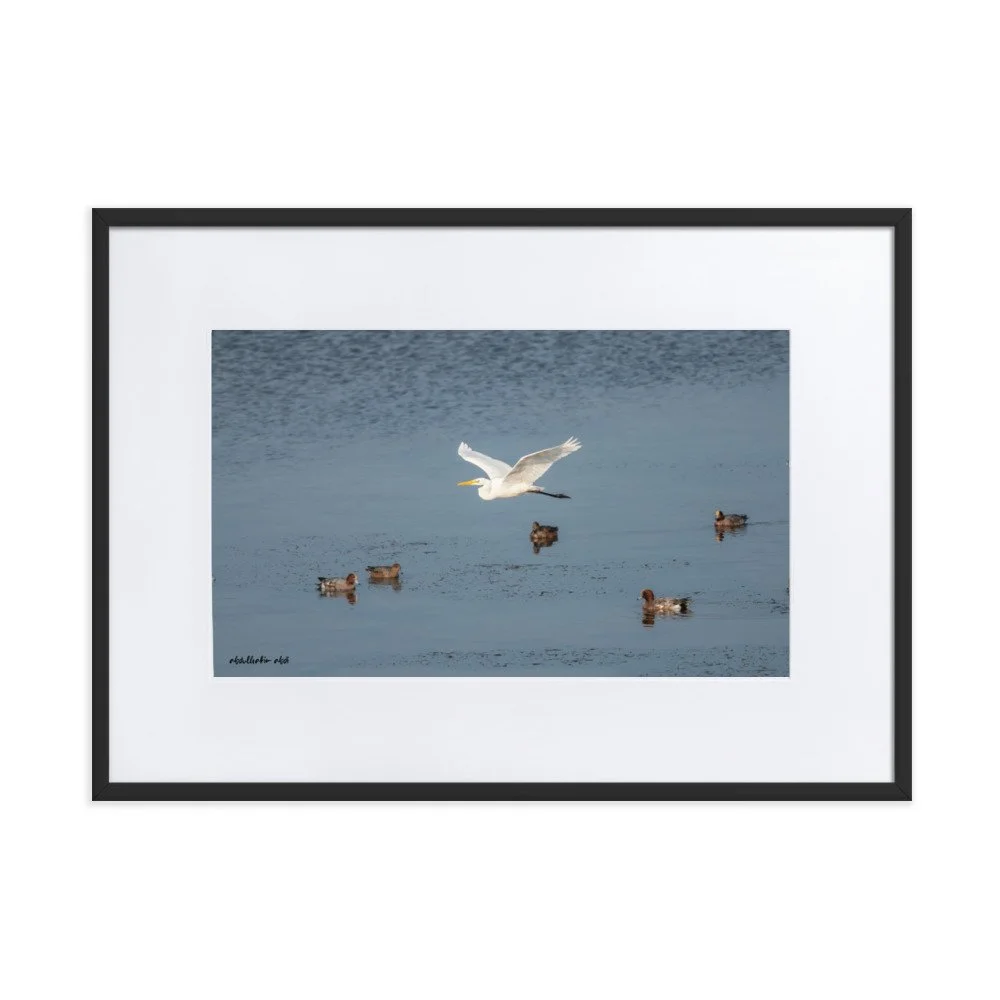 matte-paper-framed-poster-with-mat-(cm)-black-50x70-cm-transparent-618837eb4a00d.jpg