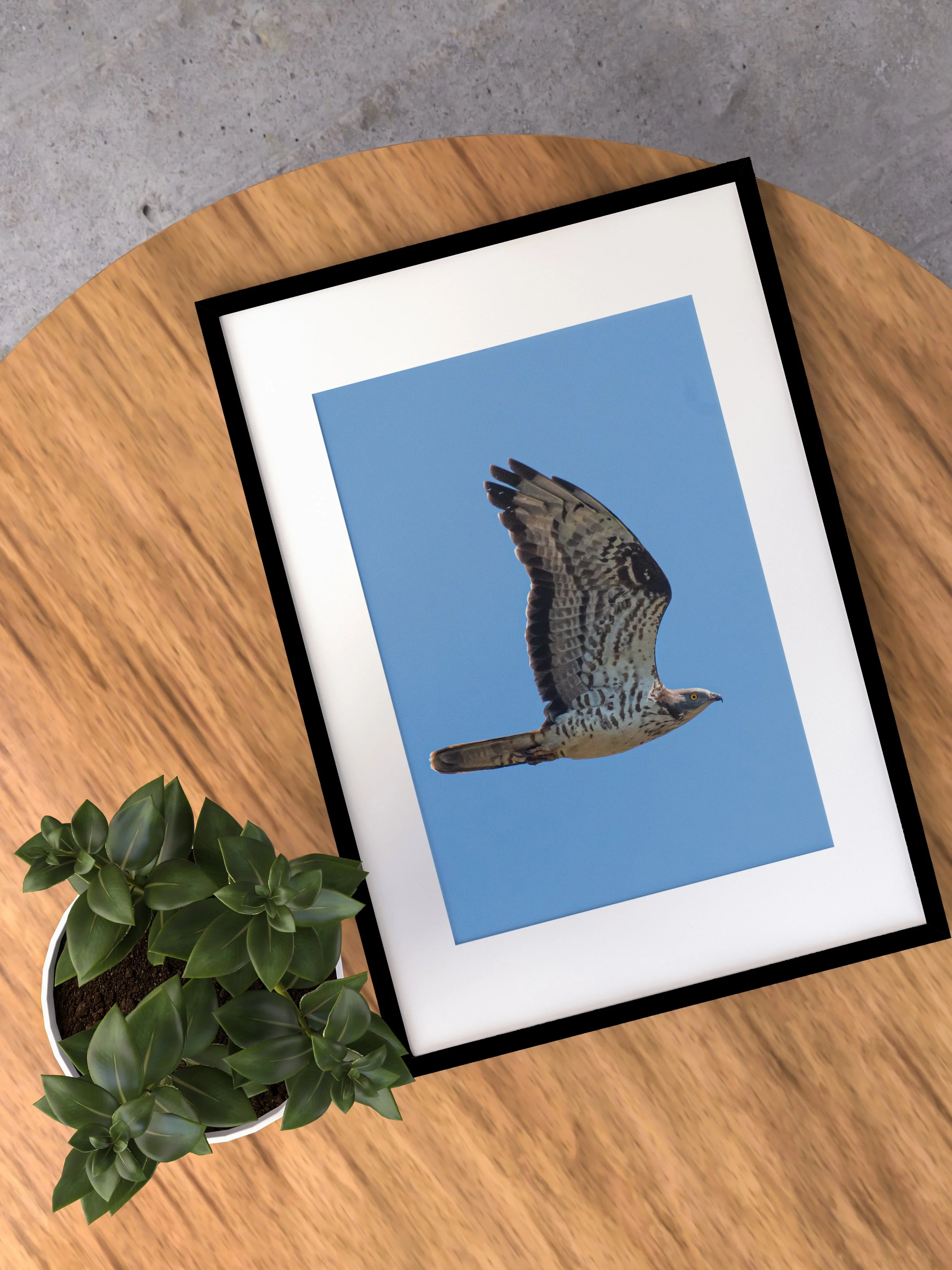 PSDFebFramePang35 EHB.jpg