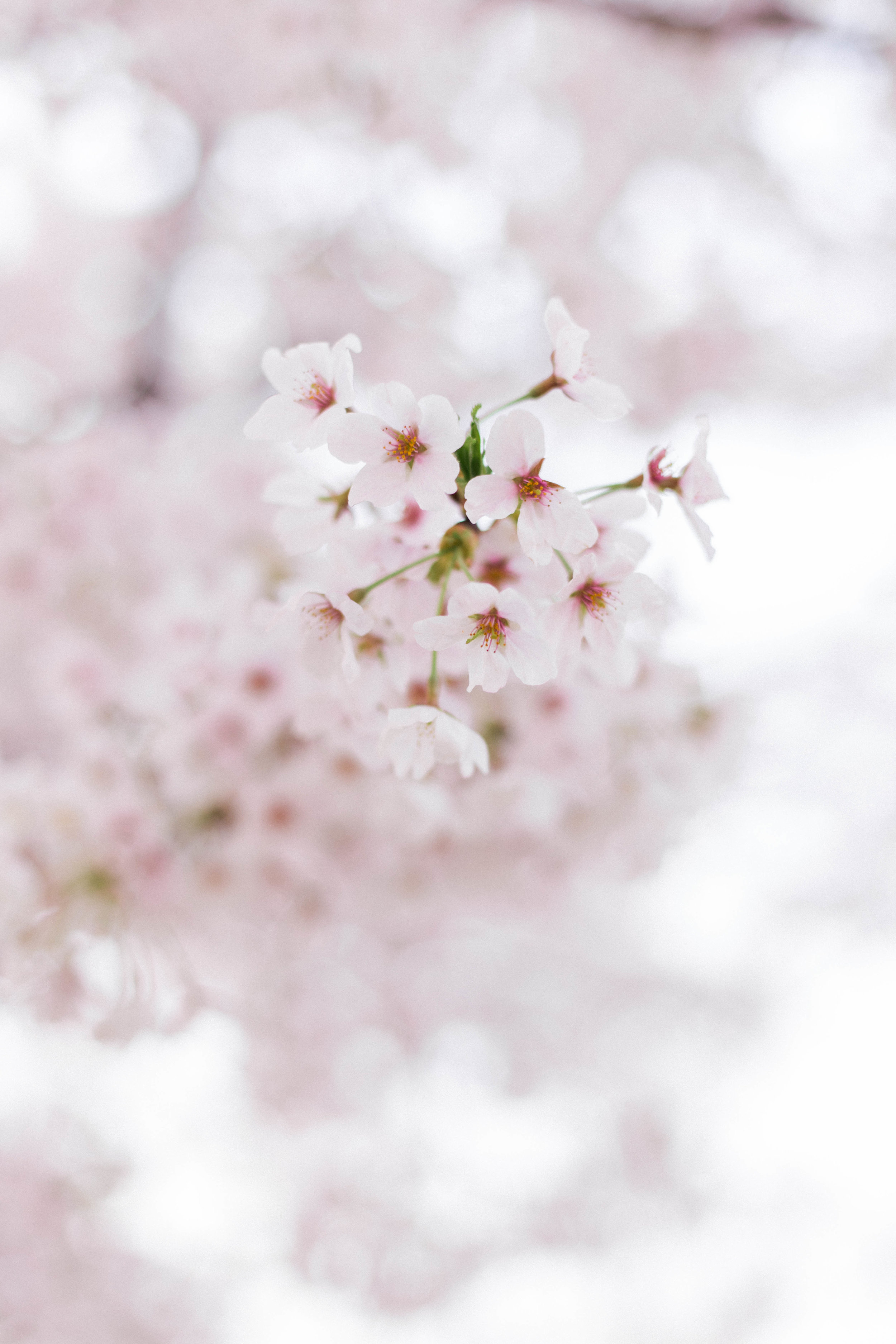 Where to See Cherry Blossoms in South Korea | On the Street Where We Live ( aretherelilactrees.com ) sakura, Seoul