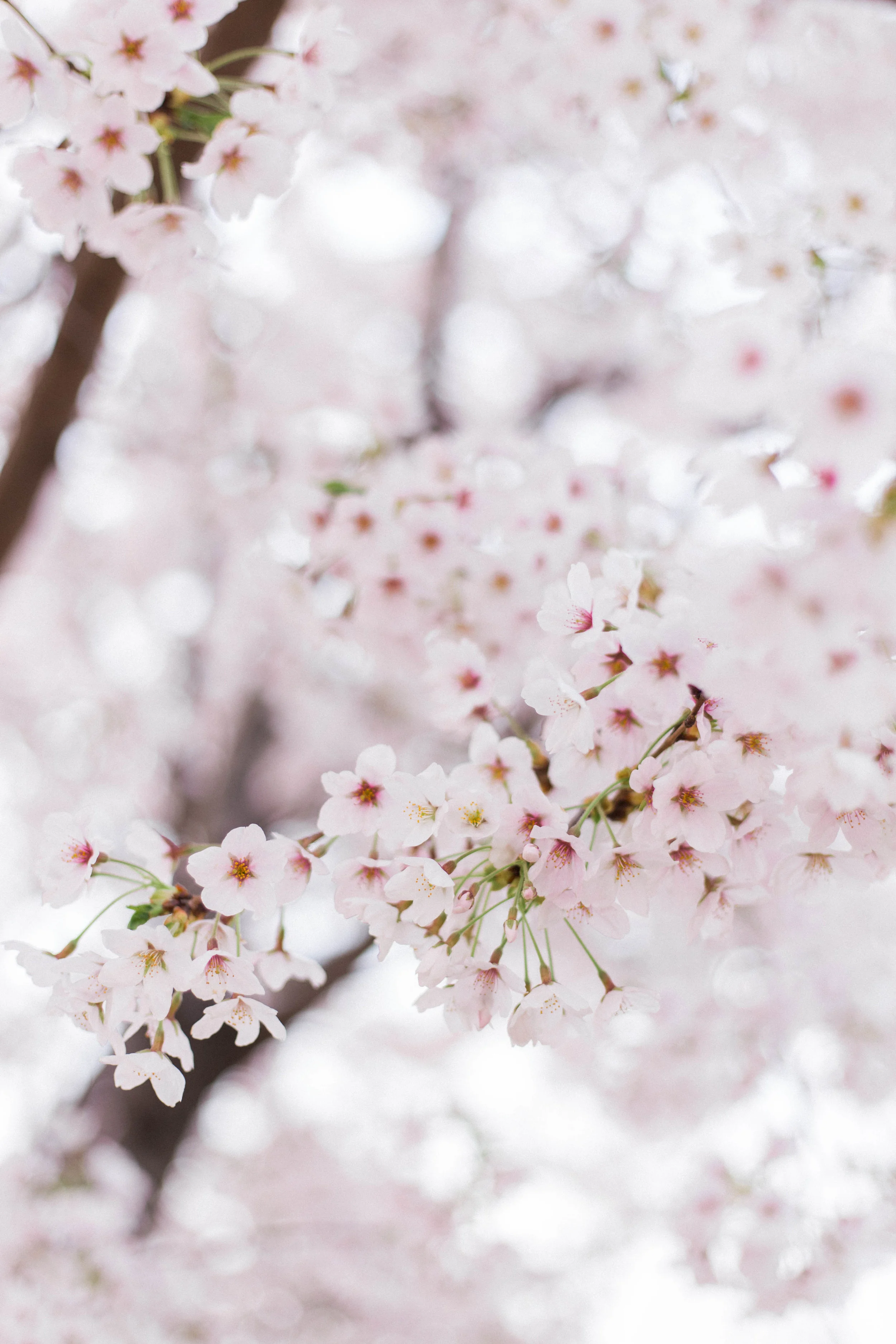 Where to See Cherry Blossoms in South Korea | On the Street Where We Live ( aretherelilactrees.com ) sakura, Seoul