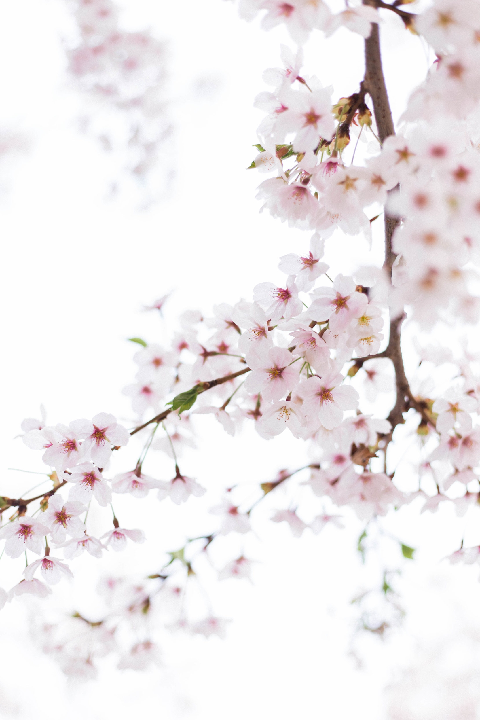 Where to See Cherry Blossoms in South Korea | On the Street Where We Live ( aretherelilactrees.com ) sakura, Seoul
