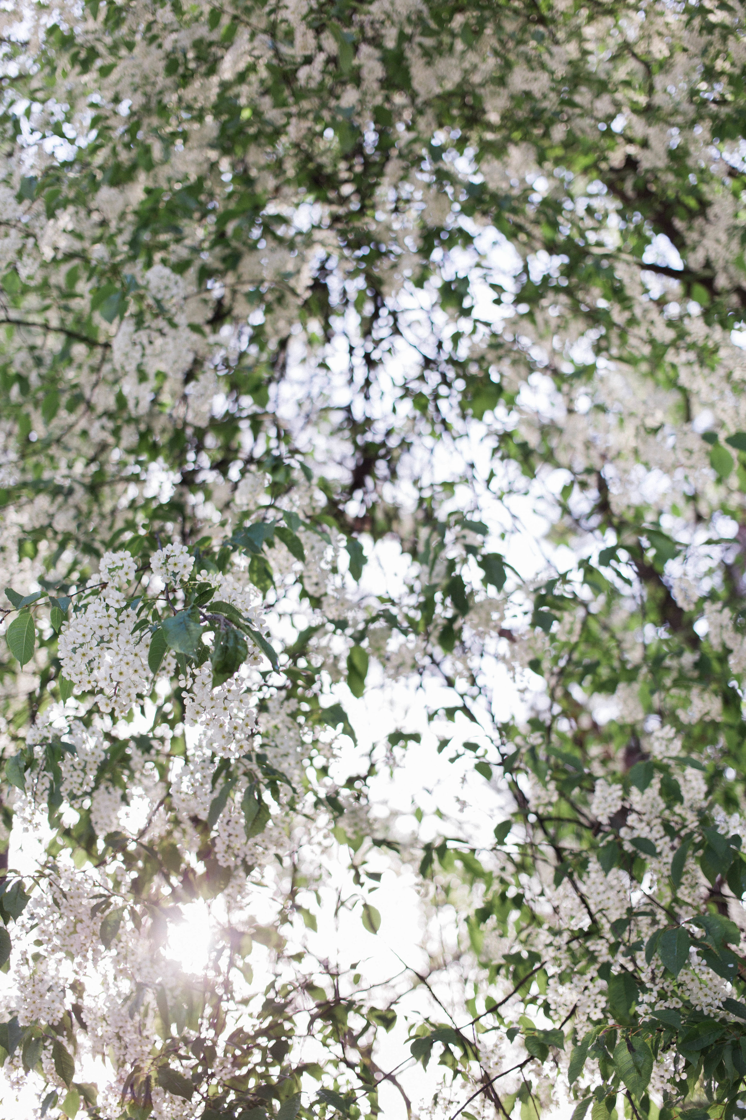 Things I'm Looking Forward to Now that the Sun's Out | On the Street Where We Live (aretherelilactrees.com)