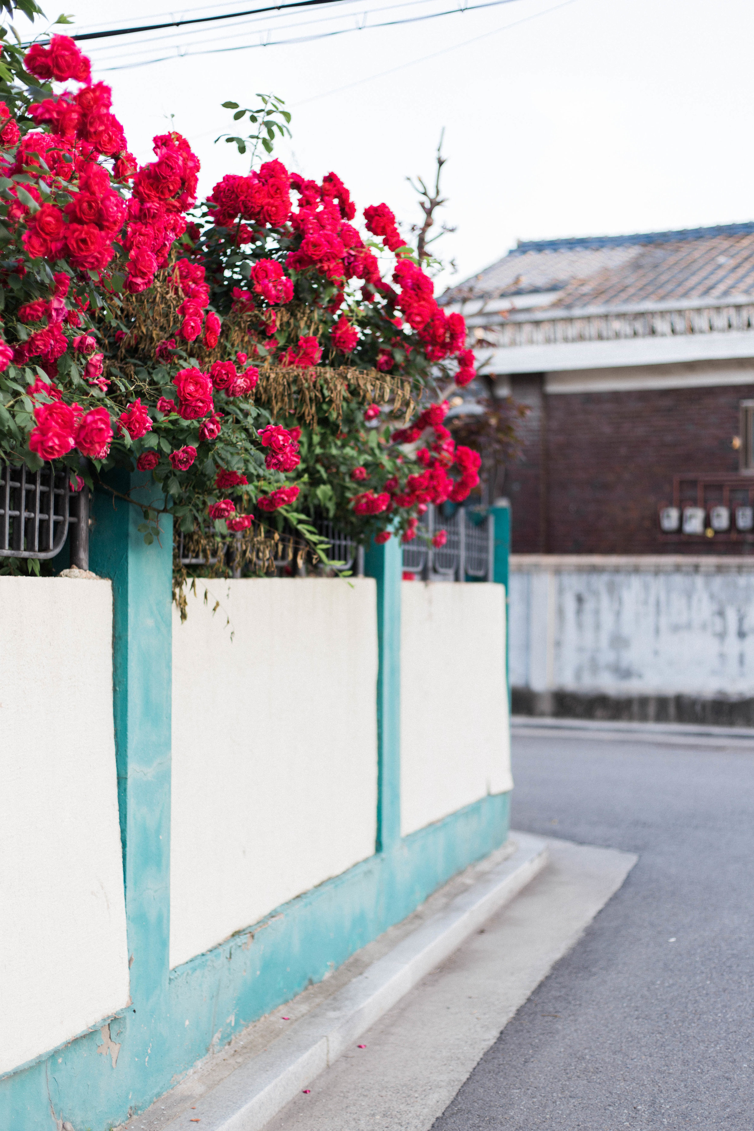 Weekend Links: 08 | On the Street Where We Live (aretherelilactrees.com)