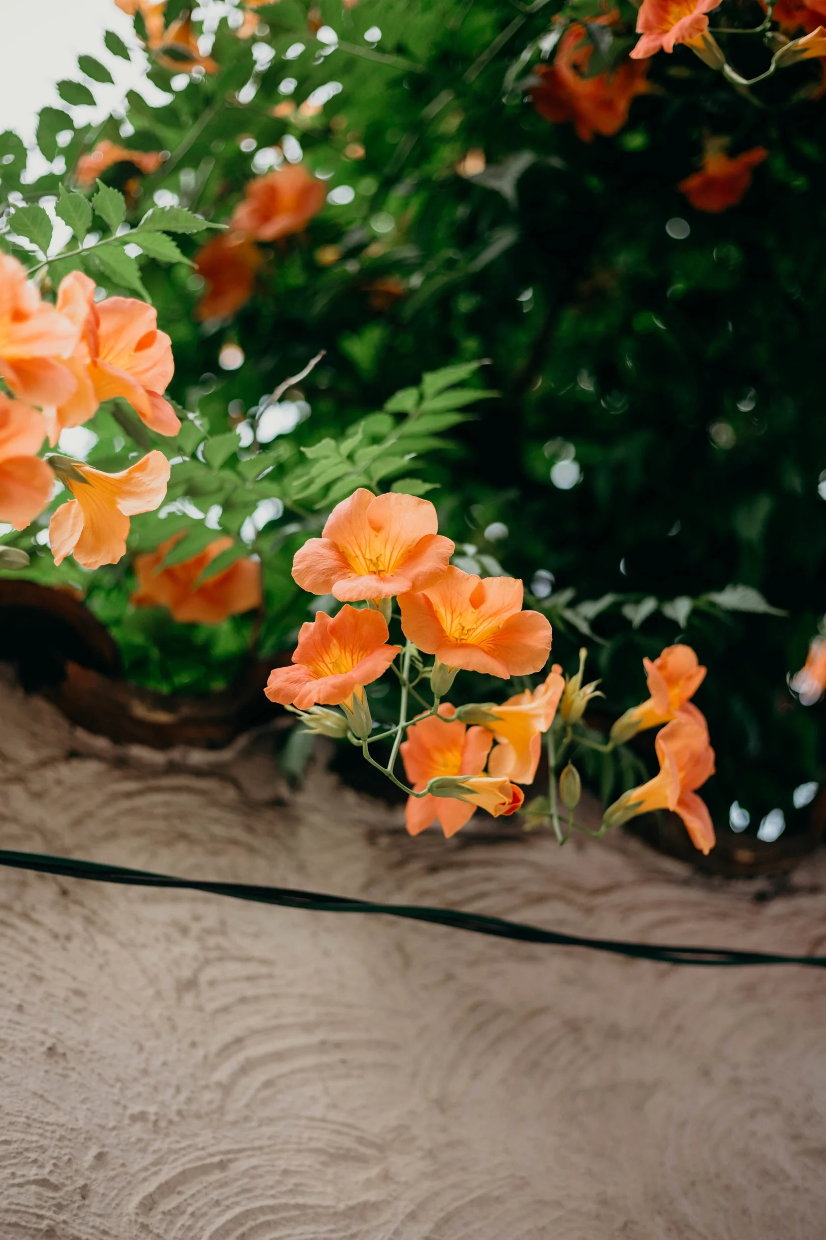 The Most Worn Item in My Wardrobe | On the Street Where We Live ( aretherelilactrees.com ) MANGO, neutrals, summer style, Seoul, orange flowers