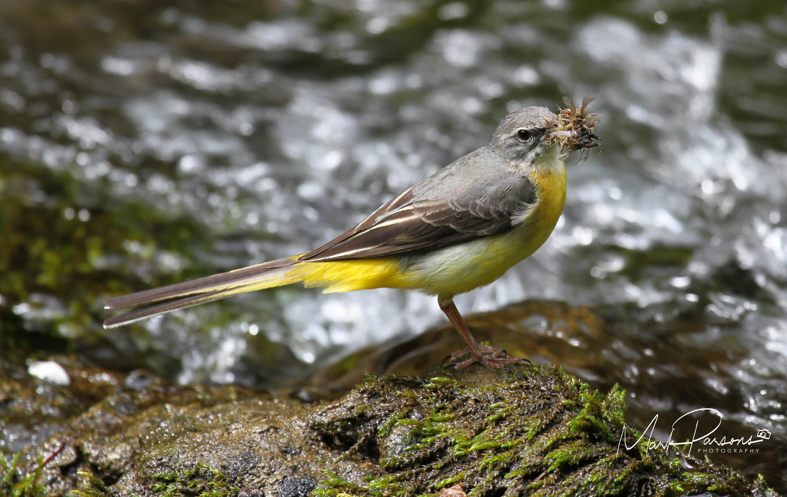 Grey Wagtail-2.jpg