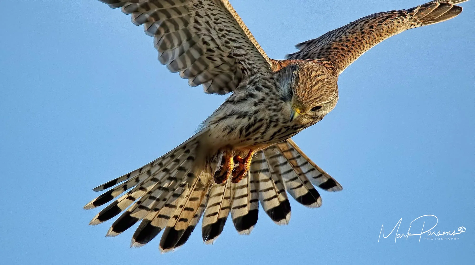 Kestrel.jpg