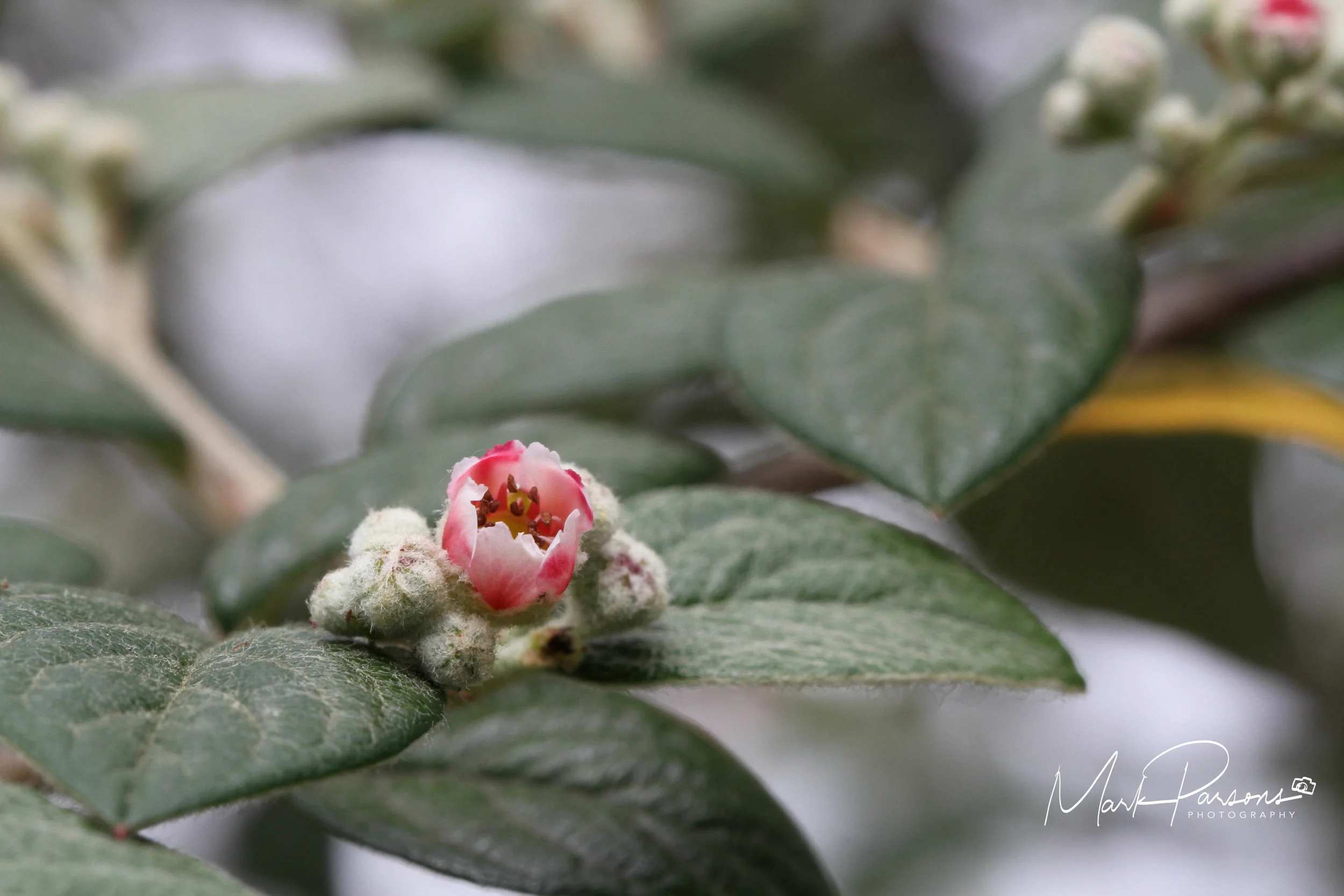 Macro Flower-3.jpg