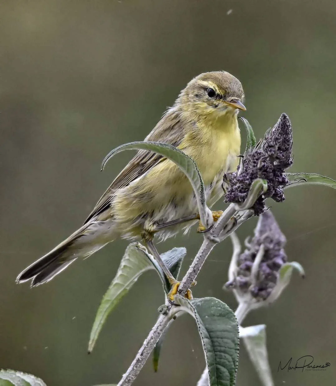 Bird.jpg