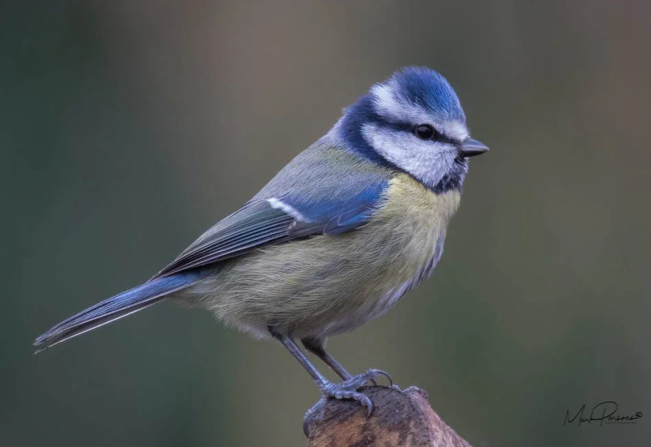 Blue tit.jpg