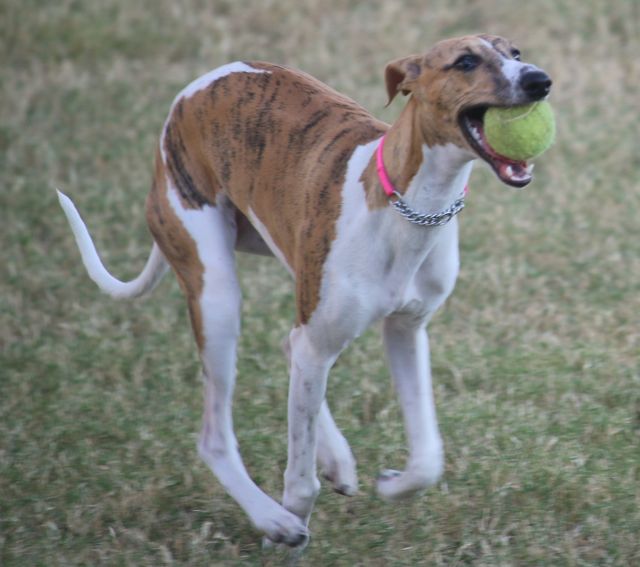 IMG_8749mm - Version 2 Play Ball.jpg
