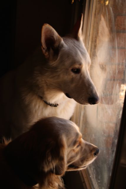 Back Door Reflections.jpg