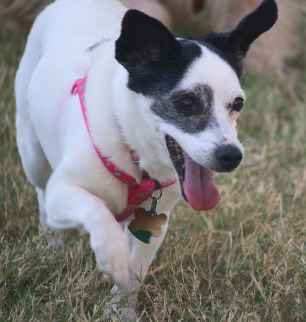 IMG_8550mm - Version 2 Princess at Barkway Park.jpg