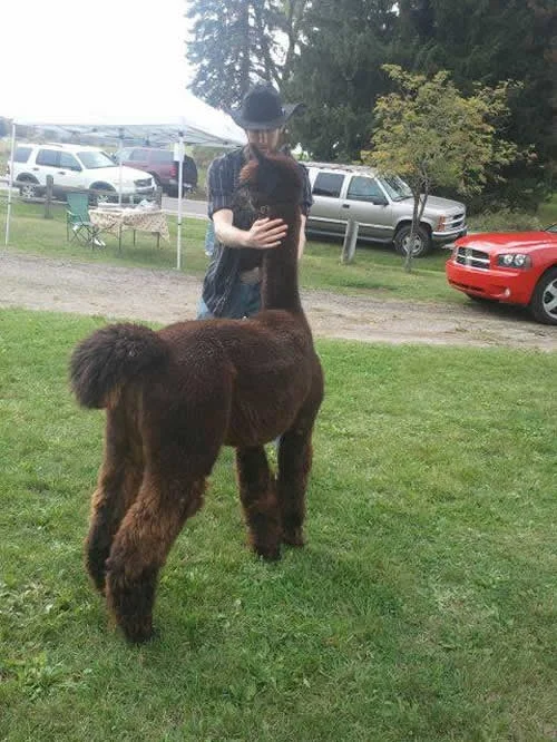 Andrew brought Romeo out of the pen for everyone to see and tries to comfort him. Alpacas can sometimes be nervous around people.