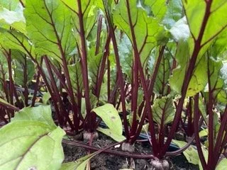 Roasted Balsamic Jewel Toned Roots