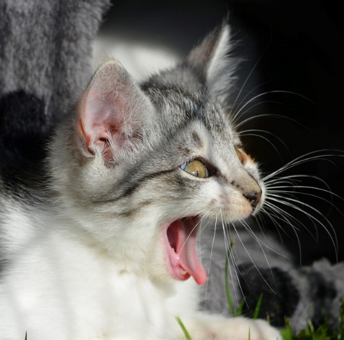 this cat is really freaked out about HIPAA compliant email marketing