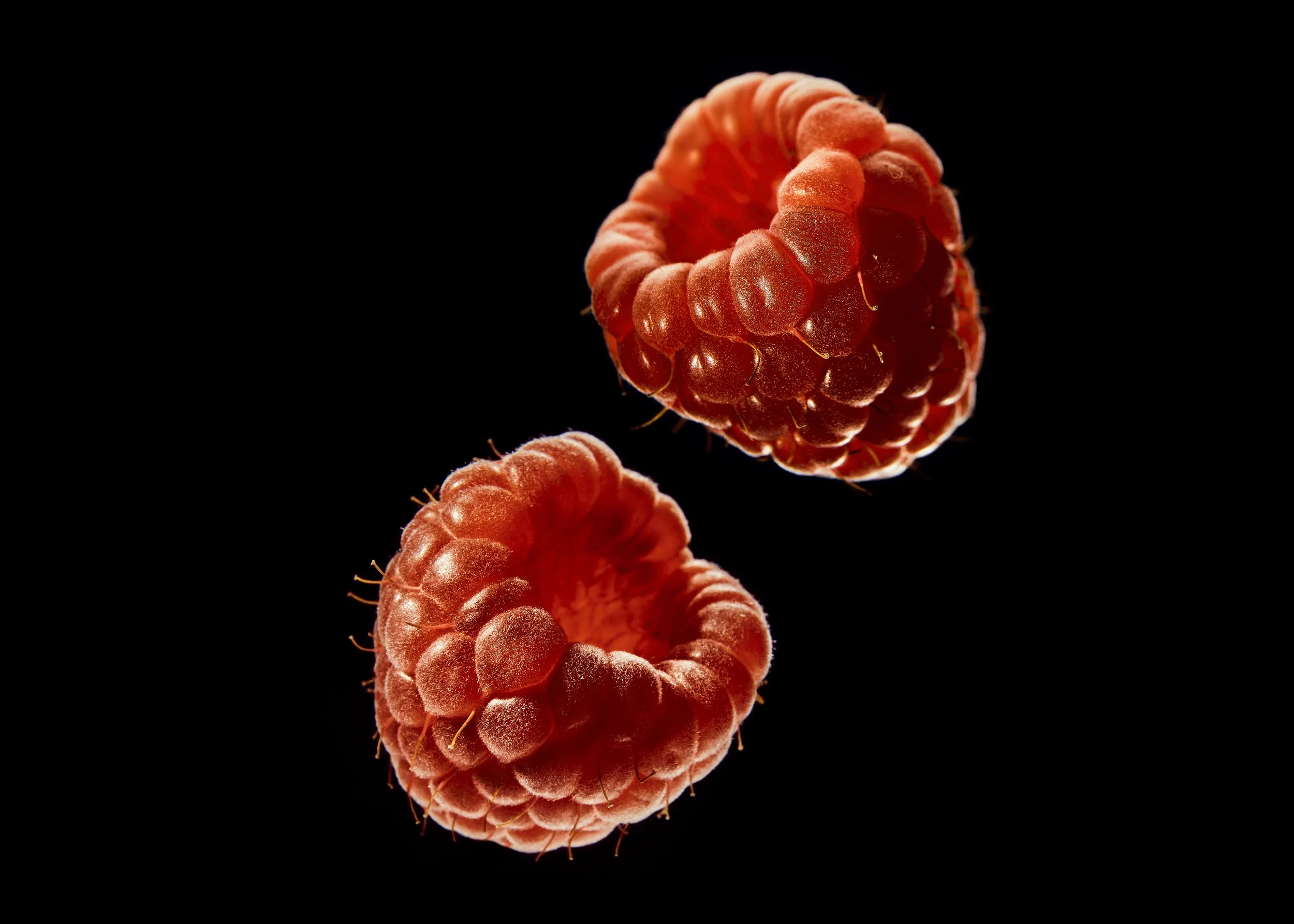 Rasberry_24372_WIDE .jpg