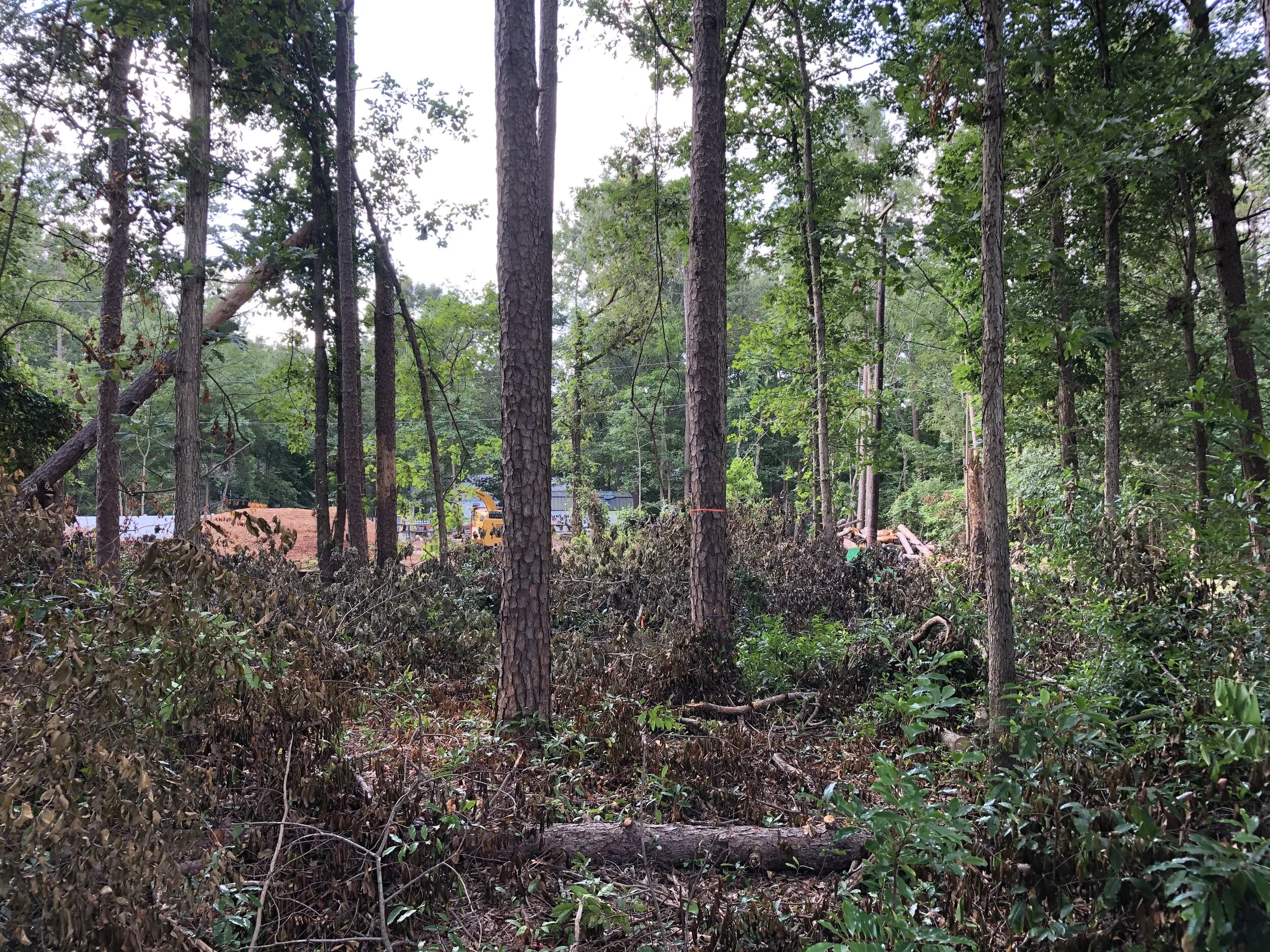 Where Did All The Trees in Charlotte Go?