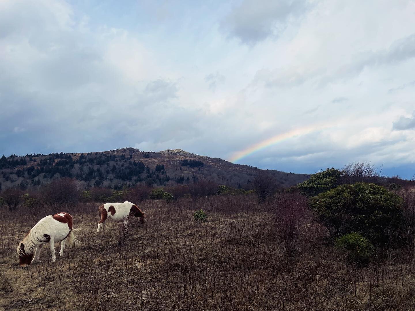 Got to love Grayson Highlands and the wild ponies. Hope everyone is having a great week!