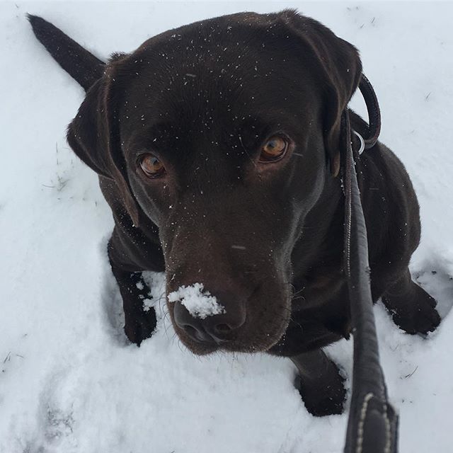 Brun hund i hvid sne. 💟