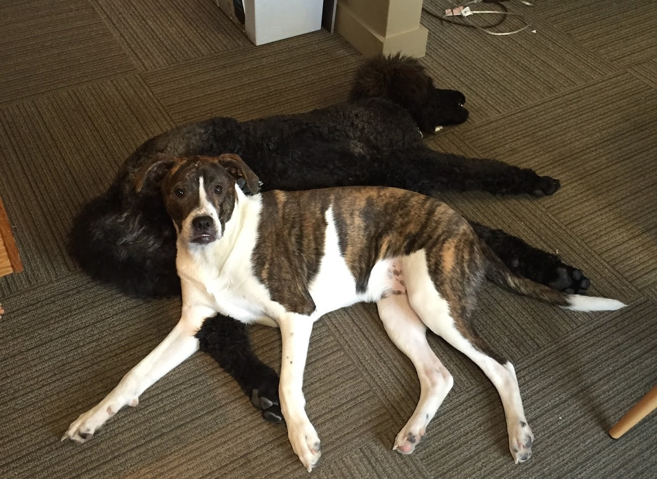 Somebody wake up our Revit experts!