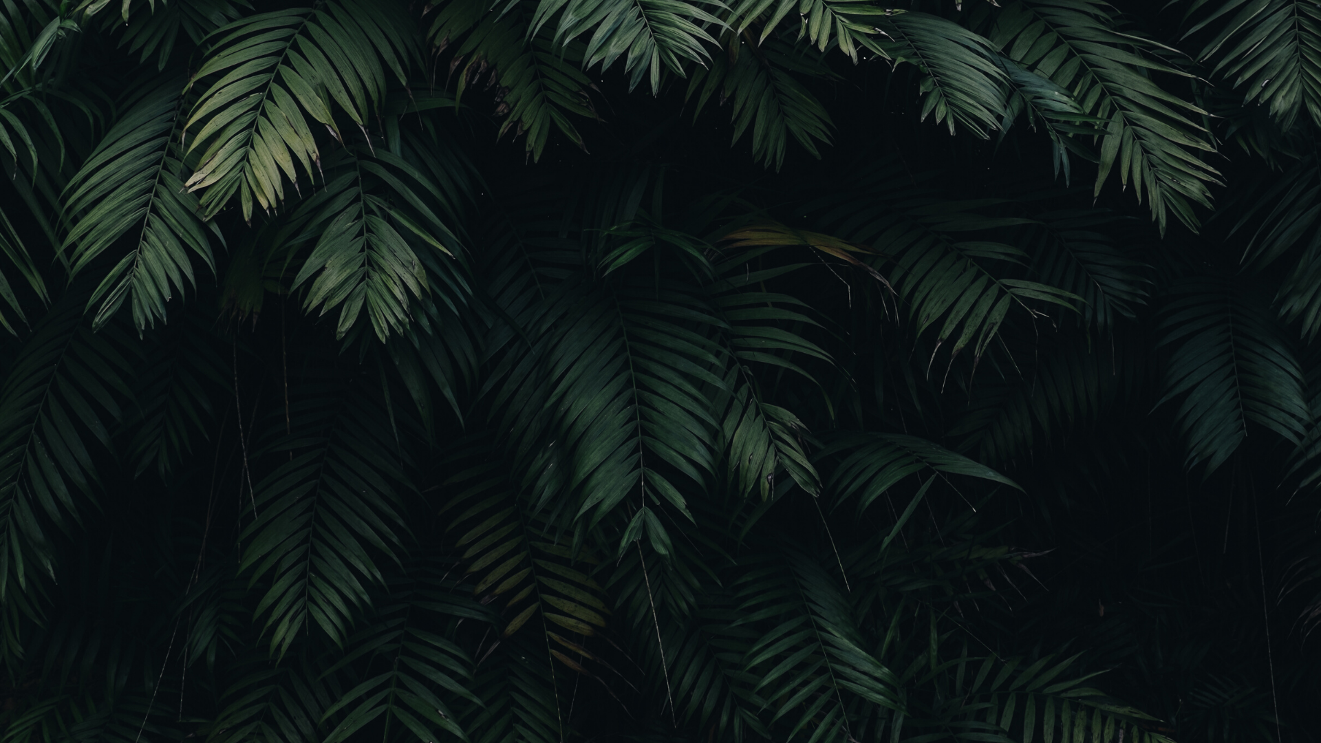 IMG_1646.png