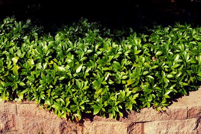 Japanese Pachysandra - It's everywhere, but not native.