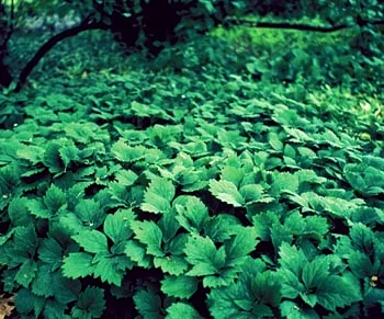 The Allegheny Spurge - just like pachysandra -- but native!