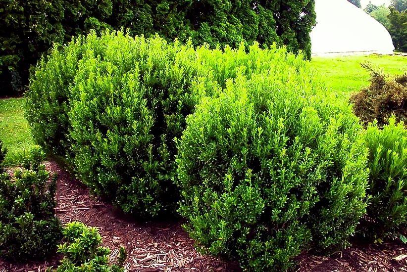 Inkberry Holly - Boxwood's twin, but NATIVE!