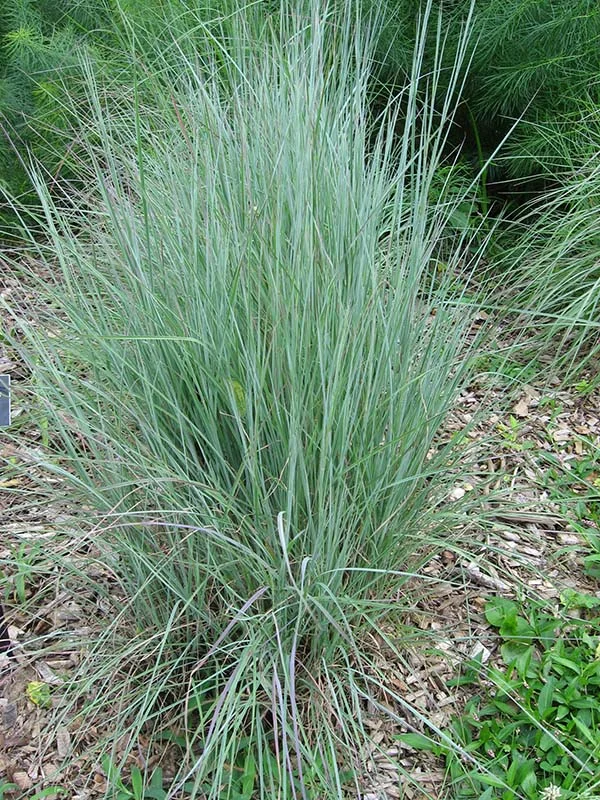 Little Bluestem grass, Schizachyrium scoparium Image Source: © Chhe / Wikimedia Commons / Public Domain, CC0