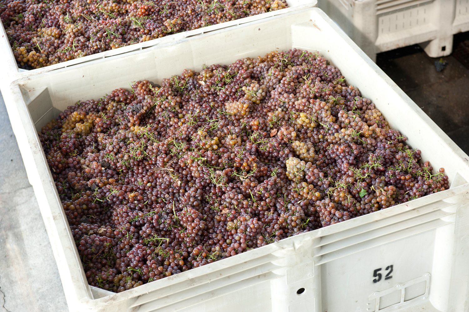 gewurztraminer_grape_clusters_hand_picked.png