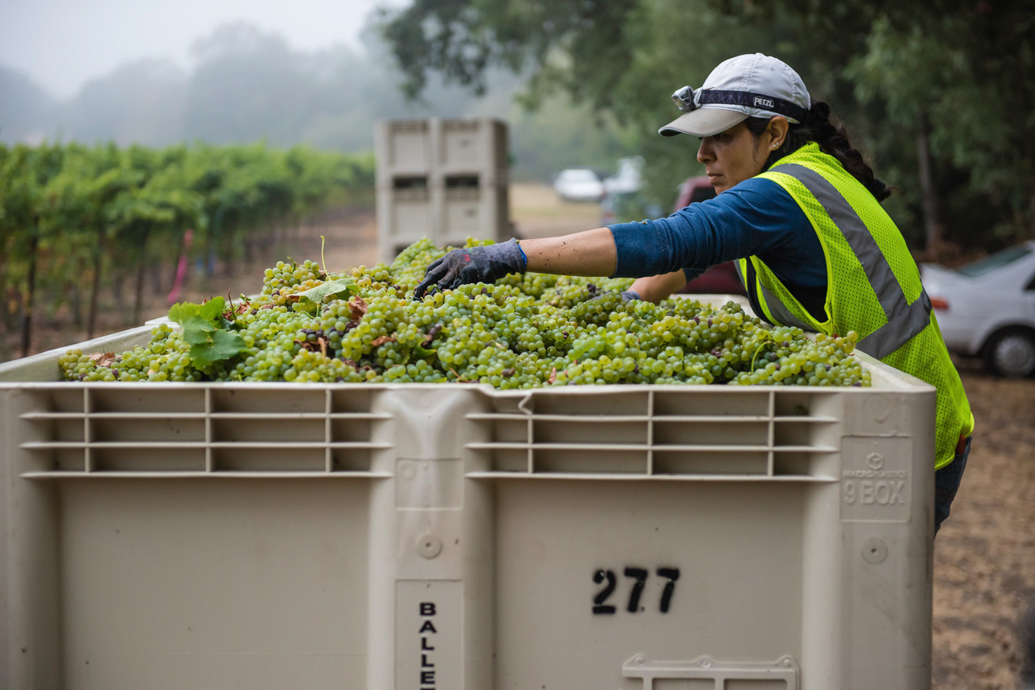 Vineyard_worker_caring_for_Sauv_Blanc_grapes_in_bin.png