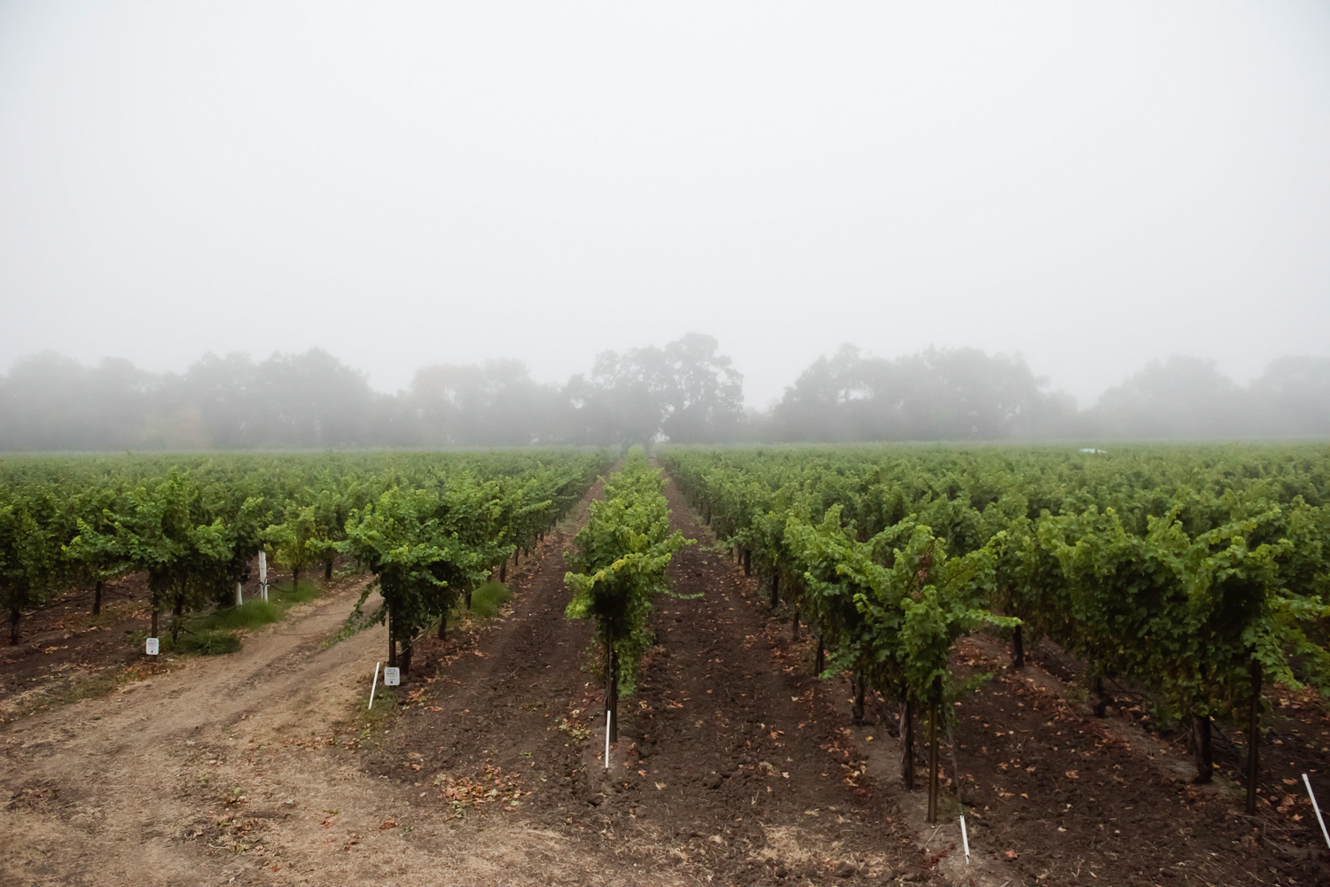Fog_layer_covering_Hall_and_Piner_vineyards.png