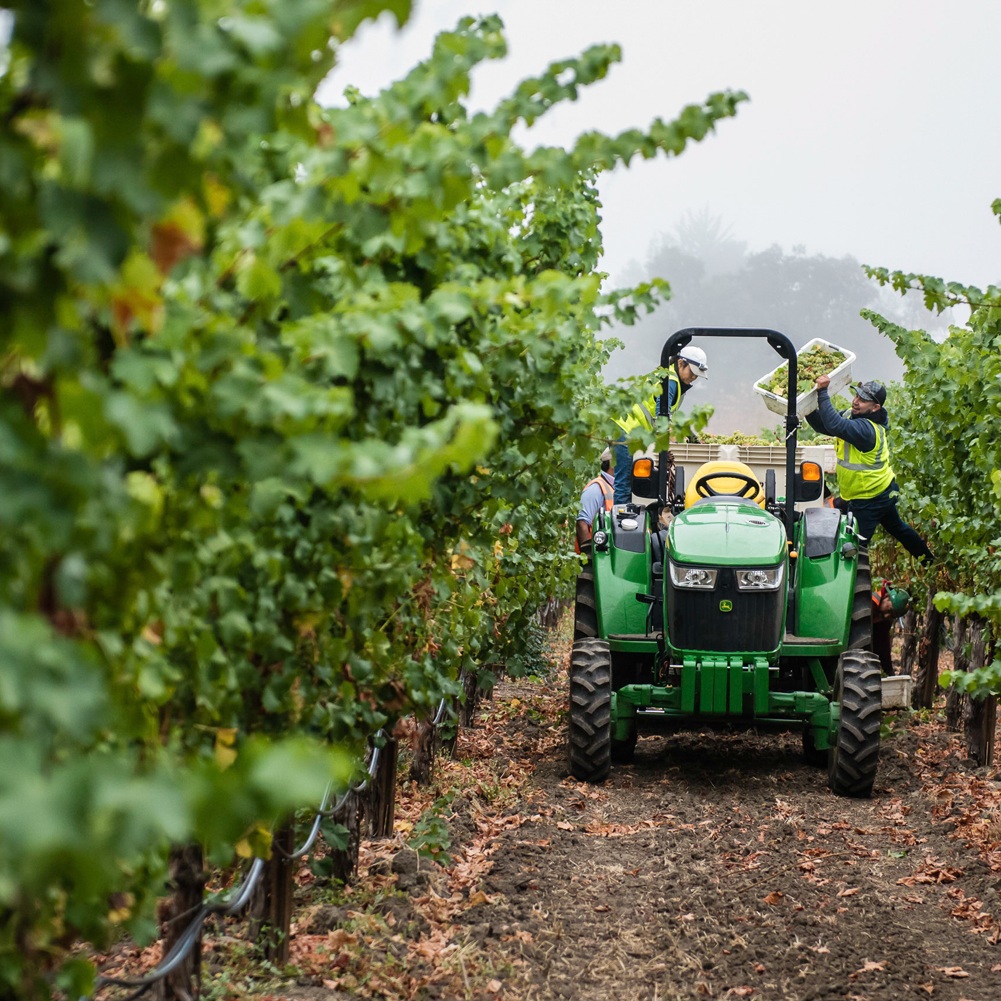 Vineyard_employees_hand_picking_grapes_on_a_tractor.png