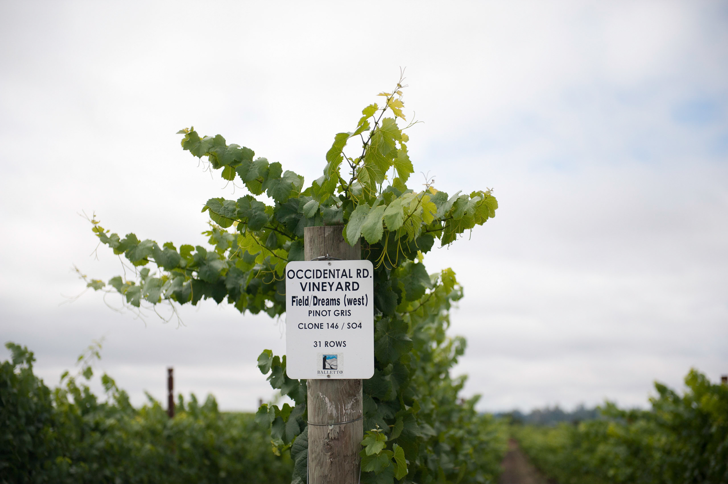 Occidental_Road_Vineyard_sign_on_post.png