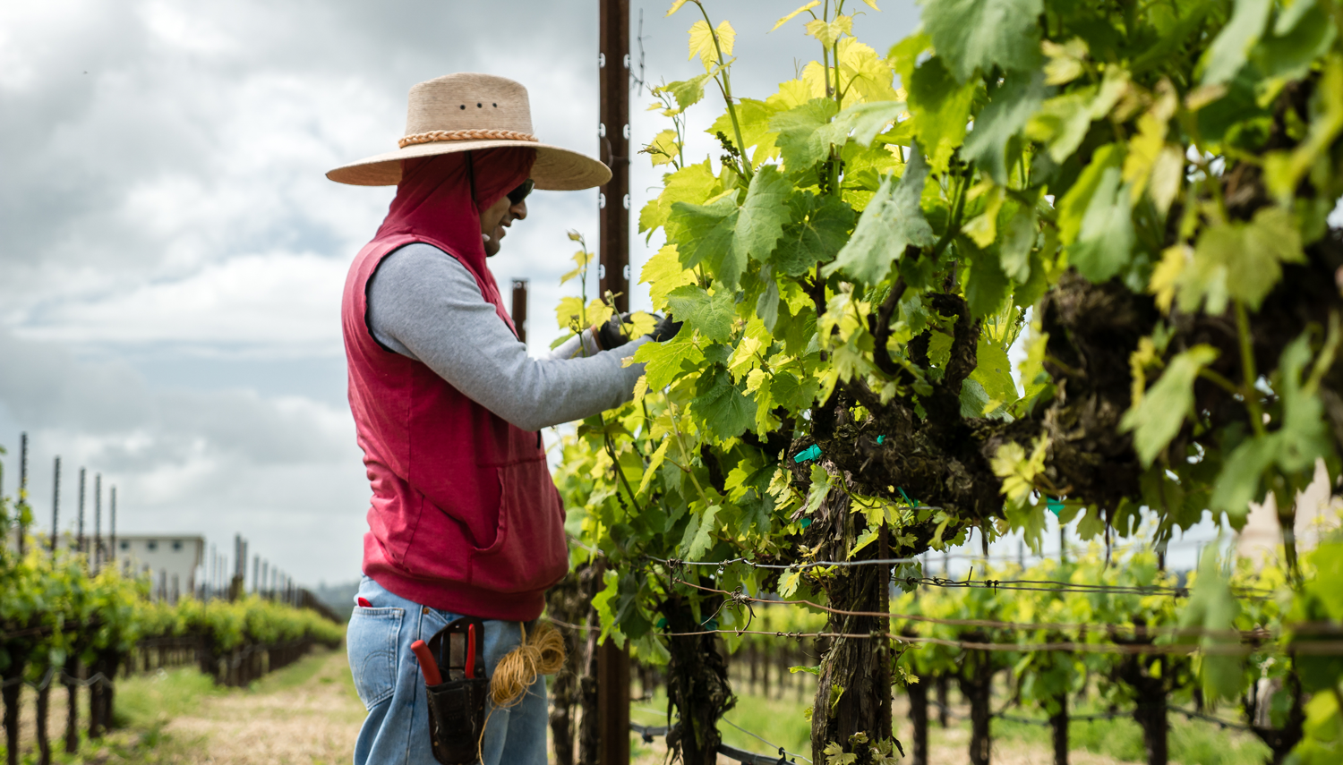 Vineyard_worker_in_red_vest_hand_picking_grapes_during_the_day.png