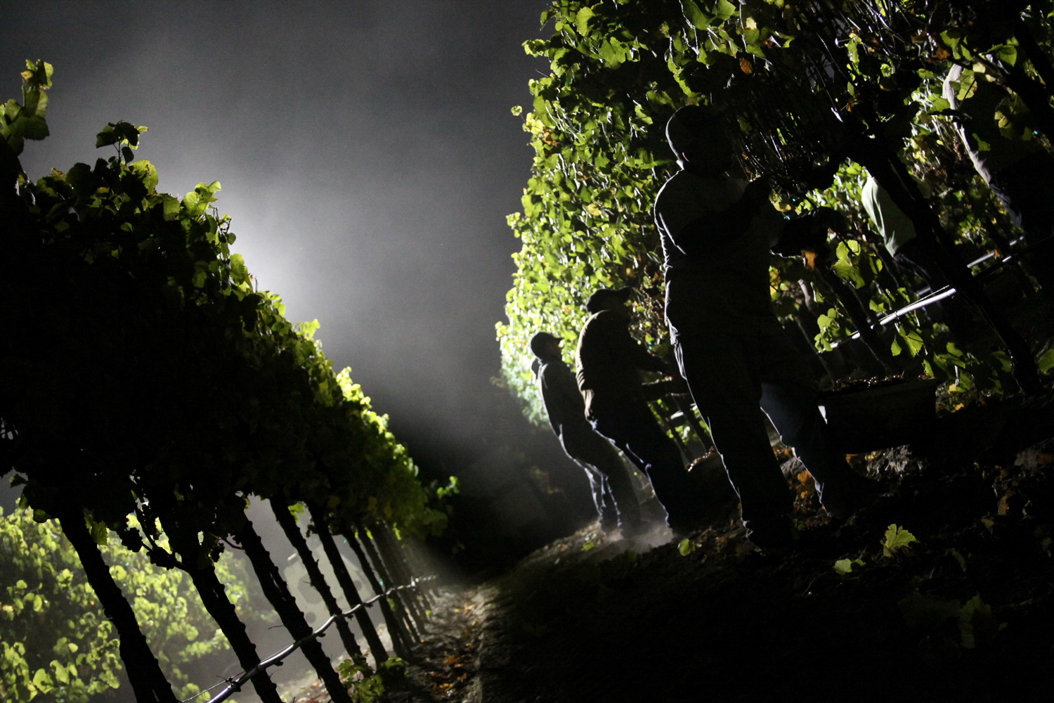 Vineyard_workers_hand_picking_grapes_at_night.png