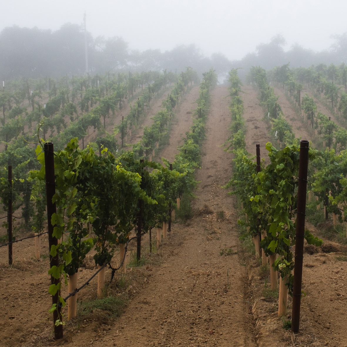 Pelletti_Vineyard_Russian_River_Valley_Fog.jpg