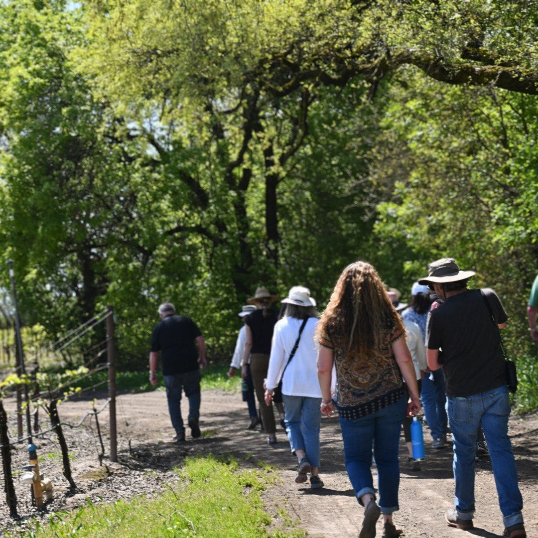 This Earth Day Weekend, we are once again hosting our Annual Laguna Vineyard Hike in partnership with the Laguna De Santa Rosa Foundation! Only a FEW SPOTS LEFT!!! Make your reservations NOW - Link in BIO.

THIS SUNDAY, April 21st, come out and enjoy